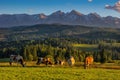 Cows graze in a meadow under the mountains and in the background forests with high peaks. Poland Tatry Bielskie, Lapszanka. Tatra